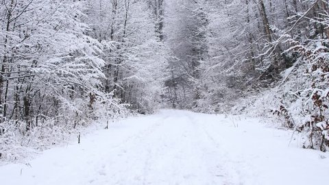 Road in the forest covered in snow. Smooth gimbal shot of camera moving forward.