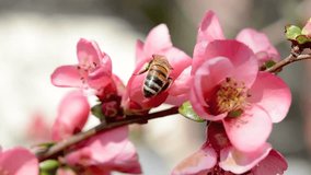 Honey bee collecting nectar from peach flowers. Macro video