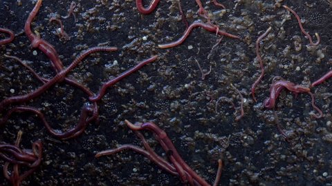 shot of red earth worms wriggling and squirming