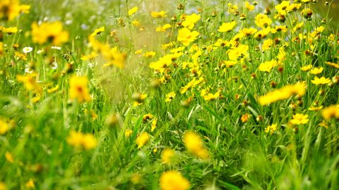 footage bright yellow flowers in field