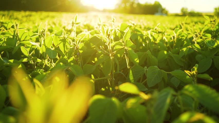 Soybean bloom at sunset close up. Agricultural soy plantation background. Royalty-Free Stock Footage #1025705240