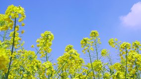 Low angle view of spring rapeseed flower against the sky, rapeseed yellow flower field blooming in the sunshine , spring flowers in sunny day nature background 4k clip