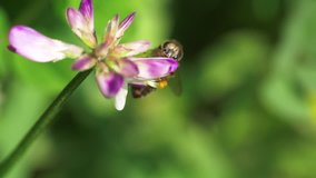 Close up of one honeybee collecting pollen on the spring purple flower in the field, honeybee putting its head deep into the flower, flying around wildlife insect in nature slow motion clip