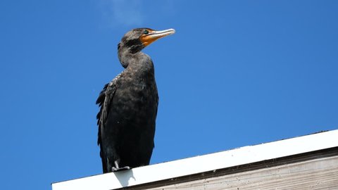 A wild double crested cormorant perched on top of a building along the Anhinga Trail in Everglades National Park (Florida).