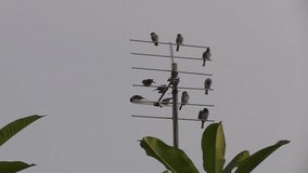 Bird Colony play on tv antenna