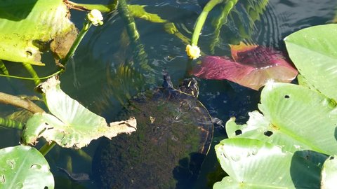 A wild red-bellied cooter turtle eating a plant along the Anhinga Trail in Everglades National Park (Florida).