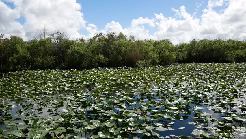Panning view of the landscape of a pond filled with lily pads during the day along the Anhinga Trail in Everglades National Park (Florida).