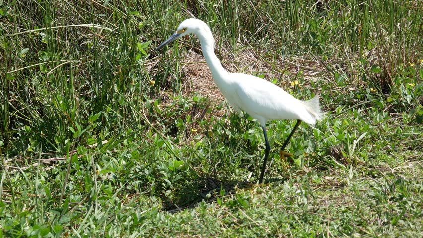 Egret Wading at Everglades National Park, Florida image - Free stock ...