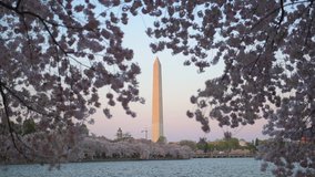 Washington, DC at the Tidal Basin and Washington Monument in spring.