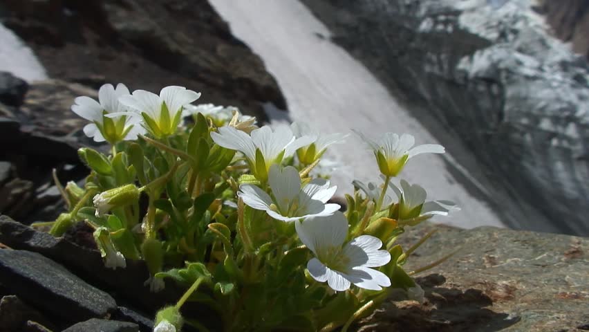 Caucasus.Osetia. Gorge Genaldon. Mountain flowers.