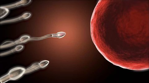 Fertilization of human egg cell by sperm cell spermatozoon