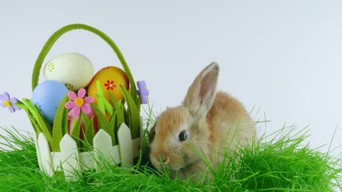 Brown Easter rabbit with one ear down, near basket with colorful eggs, stands up on two legs, shows tongue, looking around