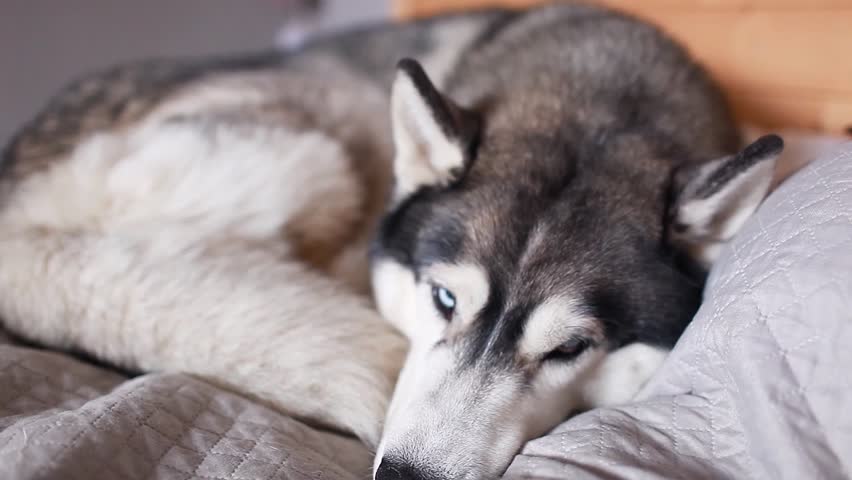 husky sleeping in bed