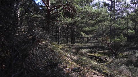 temperate coniferous forest pan of pine and birch with moss and lichen covered branches with heath covered floor/ground in Scotland during a sunny winters day.