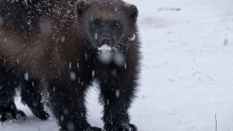 Wolverine (Gulo gulo) portrait in snow