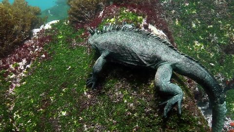 Marine Iguana Amblyrhynchus Cristatus Eating Seaweed Stock Footage ...