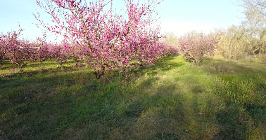 Peach Fields Peach Blossom Stock Footage Video (100% Royalty-free ...