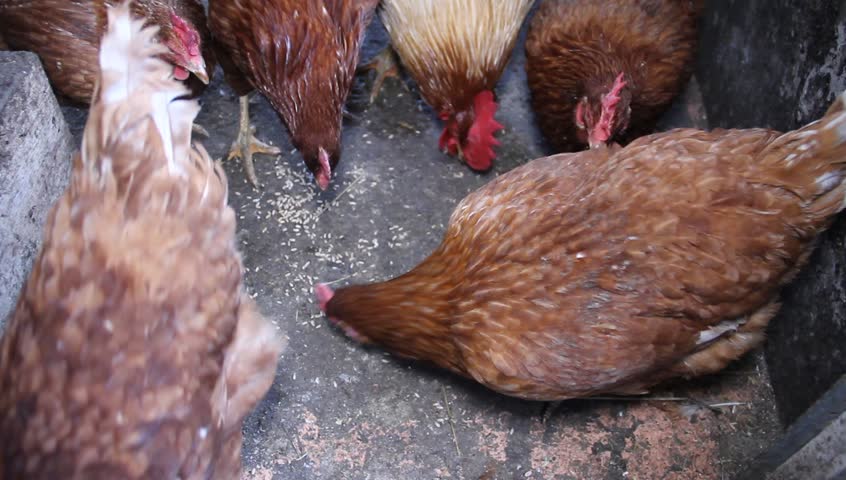 red chickens eating wheat grains from the ground