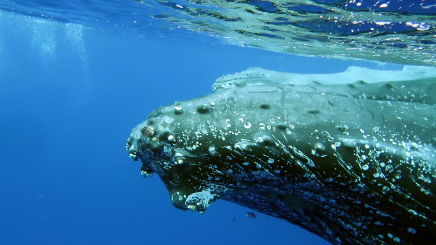 Close-up eye of humpback whale mother and calf underwater in Indian Ocean. Giant animal Megaptera Novaeangliae with young huge whale in pure transparent water of Reunion island. Royalty-Free Stock Footage #1025732954