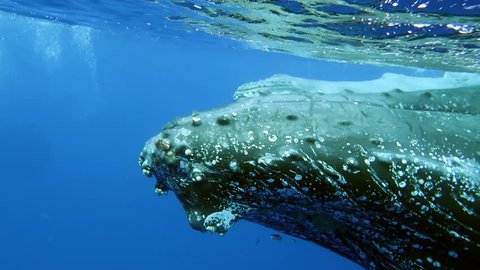 Close-up eye of humpback whale mother and calf underwater in Indian Ocean. Giant animal Megaptera Novaeangliae with young huge whale in pure transparent water of Reunion island.