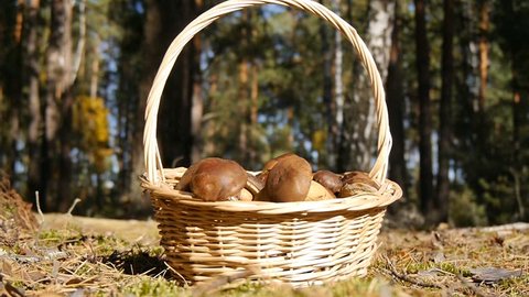A hand picks up a basket of mushrooms.