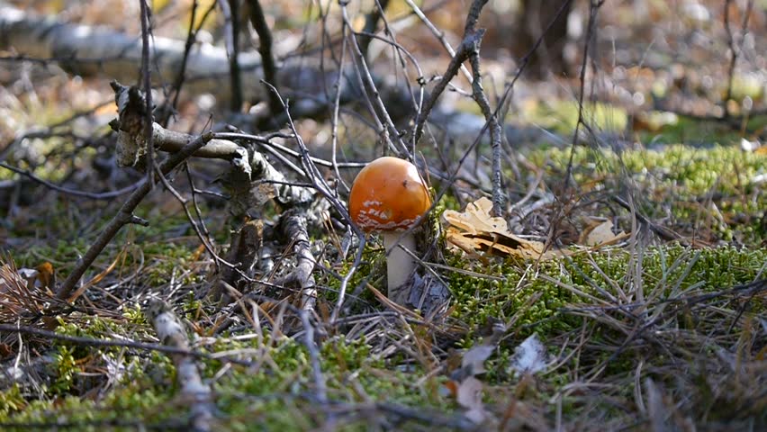 Amanita in the Forest. Mushroom. 스톡 동영상 비디오(100% 로열티 프리) 1025733083 | Shutterstock