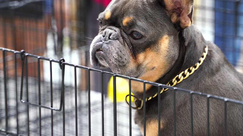Dogs French Bulldog in a cage
