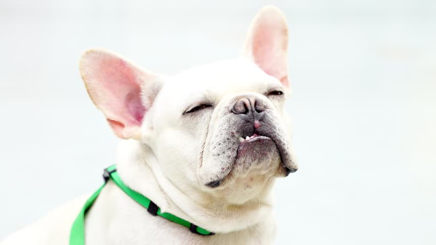 Dogs French Bulldog