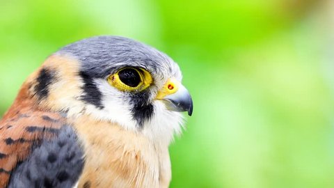 Close up of American Kestrel on a branch
