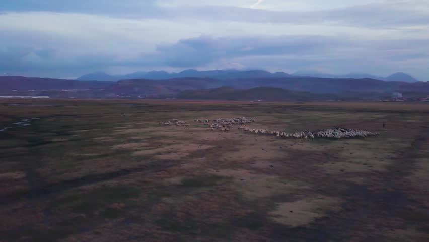 hd shot, drone spinning around sheep pack, running behing shepherd, on lowland, during golden hour, in Kayseri, Turkey