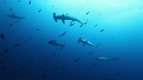 Group of hammerhead shark in clear blue water underwater Pacific Ocean.