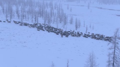 A herd of reindeer is running in the tundra