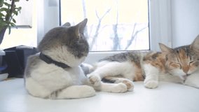 beautiful cute cat licking his paw on window sill with funny emotions on background of room. slow motion video. Cat lifestyle cleaning himself. adult cat lies on the window and licks the paws