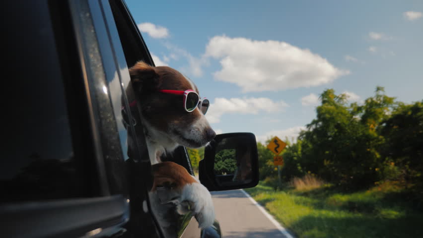 The dog goes to summer vacation, she has sunglasses, looks out of the side window of the car Royalty-Free Stock Footage #1025744216