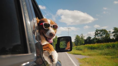 The dog goes to summer vacation, she has sunglasses, looks out of the side window of the car