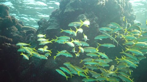 Yellowfin goatfish (Mulloides vanicolensis). A flock of fish slowly swims over a coral reef. Fish of the Red Sea.
