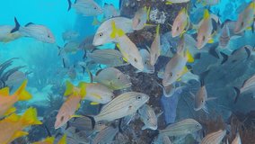 School of tropical fish, swimming in the tropical ocean under the jetty. Azure sea and ocean wildlife. Marine life. Underwater video from scuba diving under the pier.