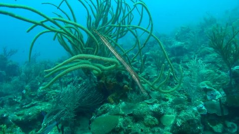 Trumpetfish hiding in soft coral