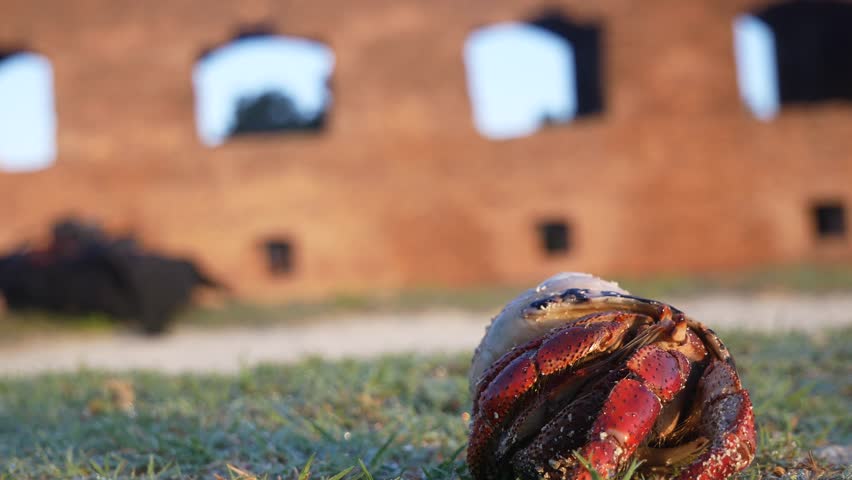 A wild hermit crab crawling in the sand outside of Fort Jefferson during sunrise in Dry Tortugas National Park (Florida).