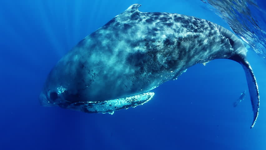 Calf humpback whale underwater in sun rays of Indian Ocean. Young Megaptera Novaeangliae in pure transparent water of Reunion island. Amazing unique aquatic sealife. Relax. | Shutterstock HD Video #1025759201