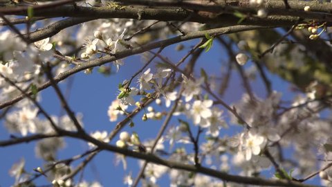 Spring white blossom fresh new start with blue sky in England Britain UK 4K