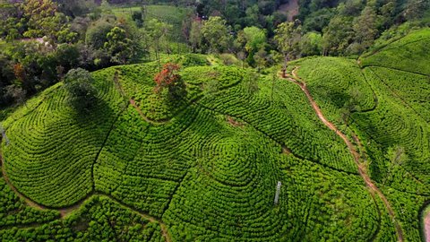 Flying on a drone over the mountains with tea plantations. Big rocks. Sunny weather. Sri Lanka