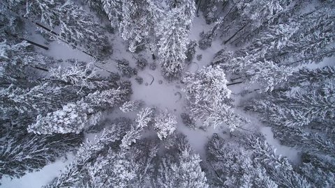 Flying slowly over snowy treetops