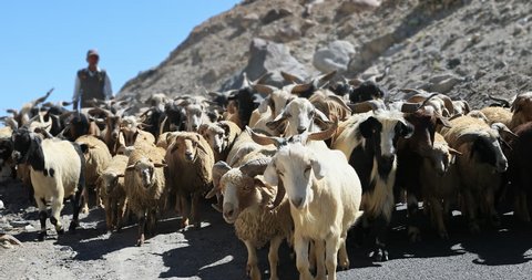 Cashmere goats and sheep on Himalayas road in high mountain pasture, north India