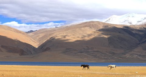 Epic nature landscape of Himalaya mountains and highland lake in Ladakh, India. Beautiful autumn colors of gorgeous panoramic view oppening from nomadic camp near Tso Moriri lake