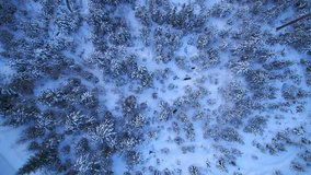 Flying over forest in winter looking down at amazing view