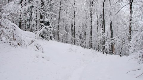 Road in the forest covered in snow. Smooth gimbal shot of camera moving forward.
