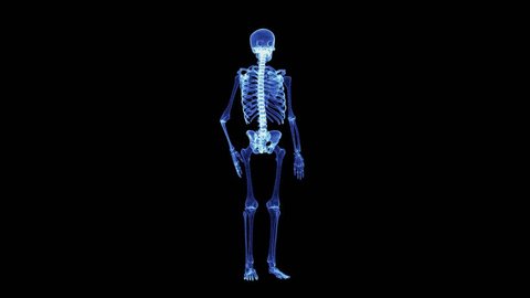The hologram of a rotating particle skeleton. 3D animation of human skeleton on a black background with a seamless loop