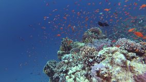 The fauna of the Red Sea. Static video of a coral reef in the Red Sea. Beautiful underwater background with fishes and corals. Life of a coral reef, Abu Dabb, Egypt