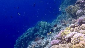 Static video, coral reef in the Red Sea, Abu Dub. Beautiful underwater landscape with tropical fish and corals. Life coral reef. Egypt